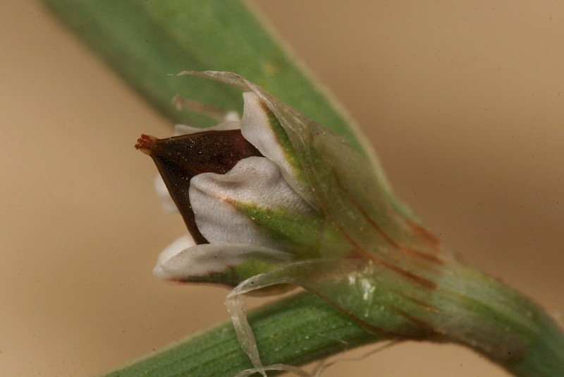 Polygonum oxyspermum subsp. raii - © Barry Stewart