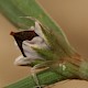 Polygonum oxyspermum subsp. raii