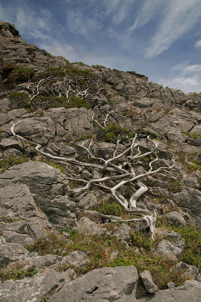 Juniperus communis - © Barry Stewart