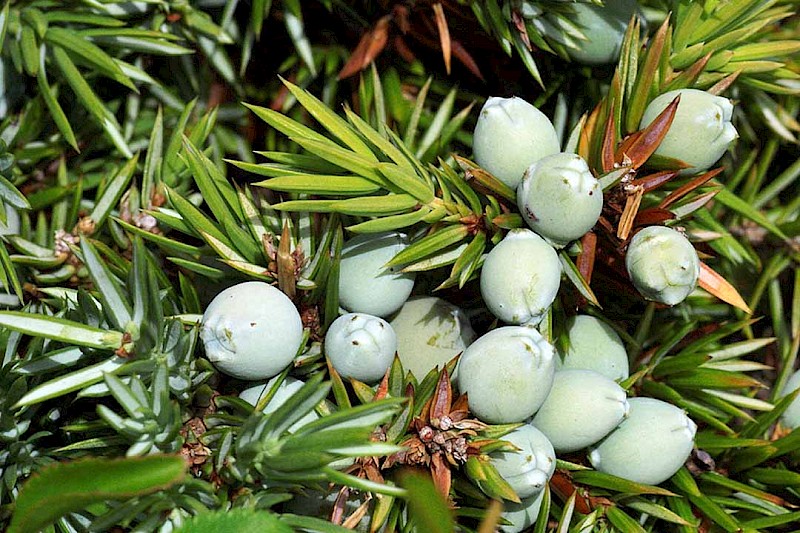 Juniperus communis - © Barry Stewart