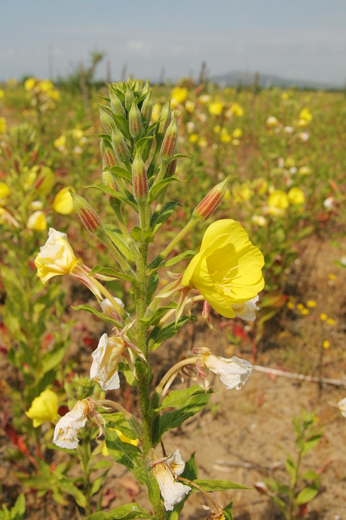 Oenothera x fallax - © Barry Stewart