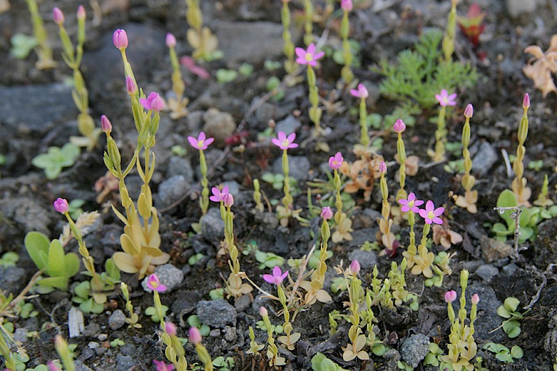 Centaurium pulchellum - © Barry Stewart