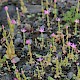 Centaurium pulchellum