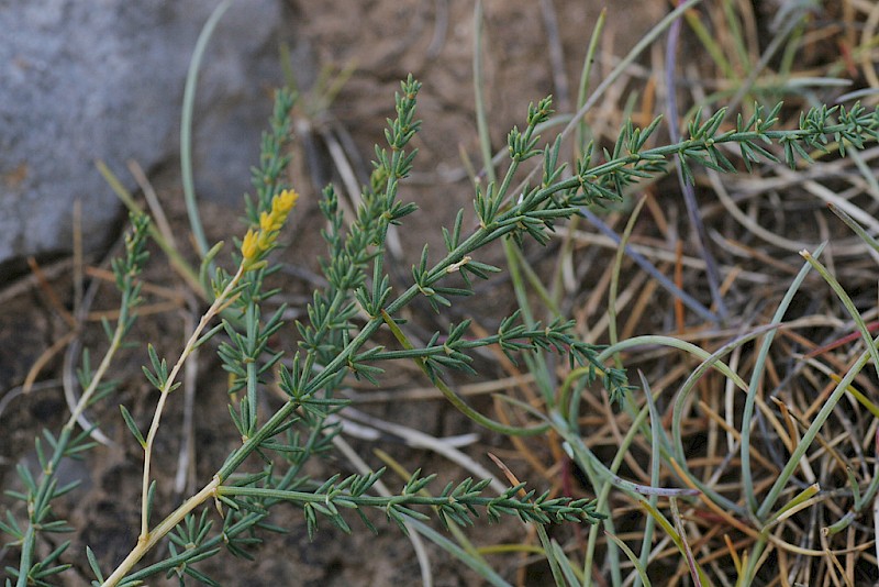 Asparagus prostratus - © Barry Stewart