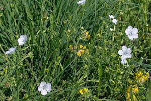 Linum bienne Pale Flax