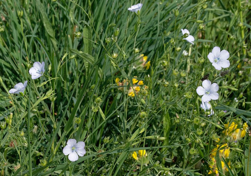 Linum bienne - © Charles Hipkin