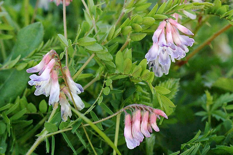 Vicia orobus - © Barry Stewart