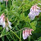 Vicia orobus