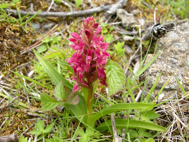 Dactylorhiza incarnata subsp. coccinea - © Barry Stewart