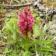 Dactylorhiza incarnata subsp. coccinea