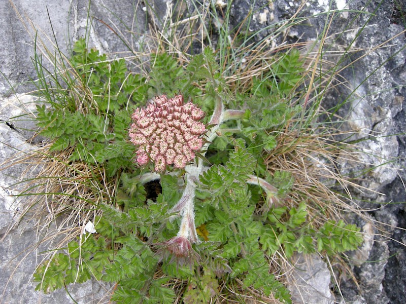 Daucus carota subsp. gummifer - © Barry Stewart