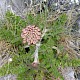 Daucus carota subsp. gummifer