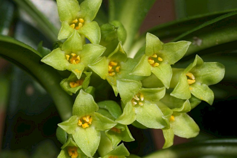 Daphne laureola - © Barry Stewart