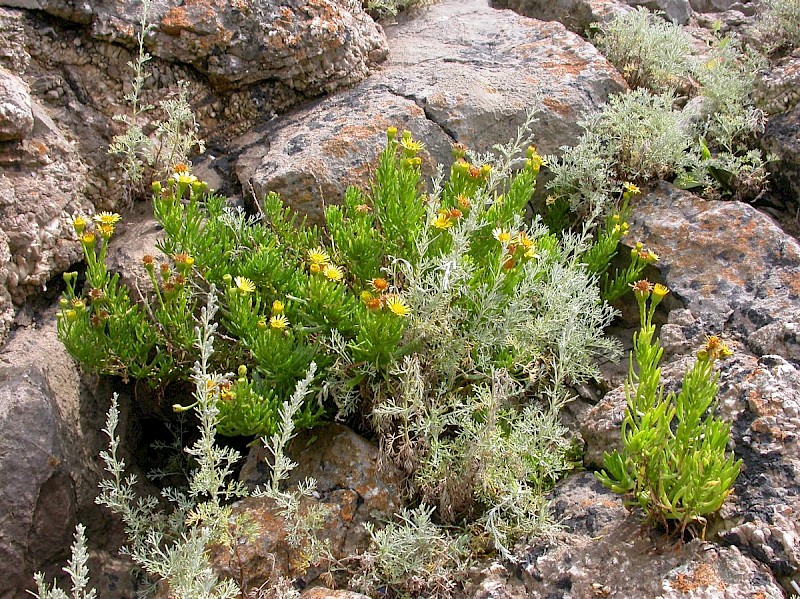 Artemisia maritima - © Barry Stewart