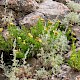 Artemisia maritima