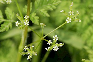 Anthriscus caucalis Bur Chervil