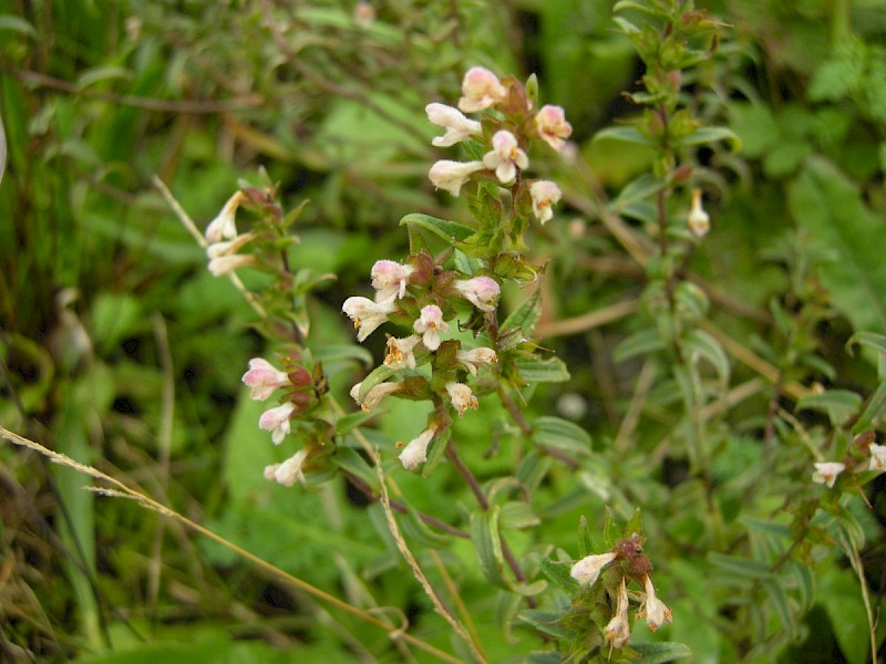 Odontites jaubertianus subsp. jaubertianus - © Barry Stewart