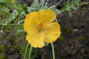 Glaucium flavum Yellow Horned-poppy