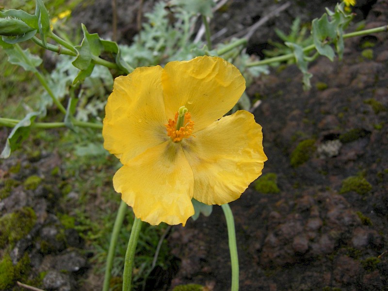 Glaucium flavum - © Barry Stewart