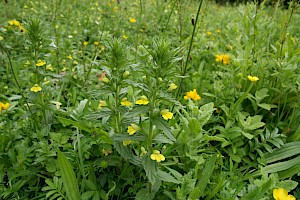 Parentucellia viscosa Yellow Bartsia