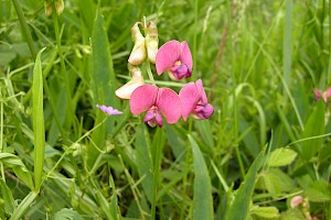 Lathyrus sylvestris Narrow-leaved Everlasting-pea