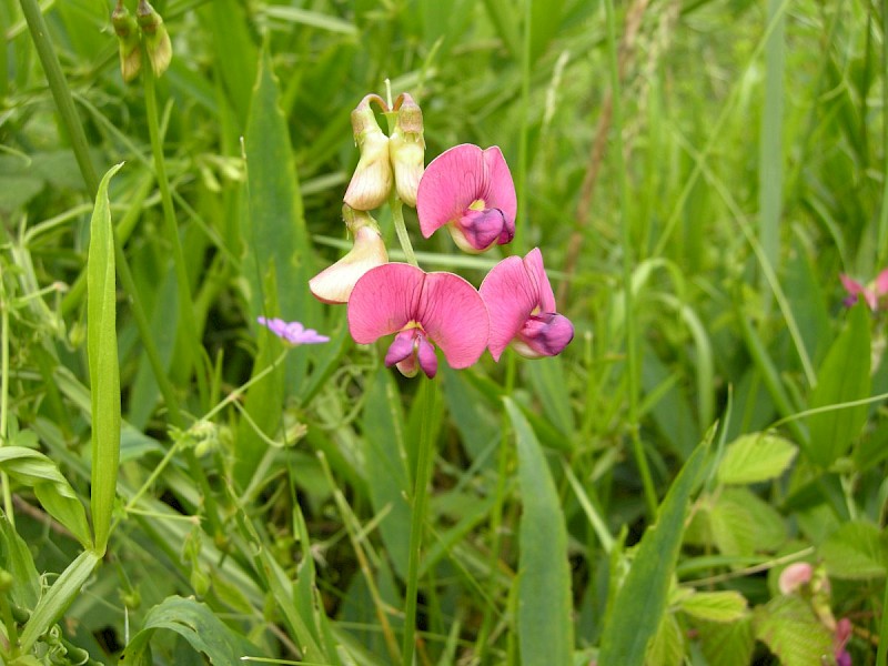 Lathyrus sylvestris - © Barry Stewart