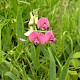 Lathyrus sylvestris