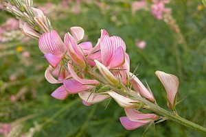 Onobrychis viciifolia Sainfoin