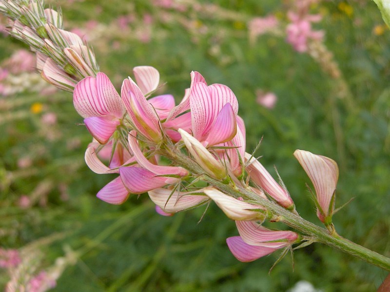 Onobrychis viciifolia - © Barry Stewart