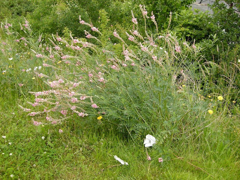 Onobrychis viciifolia - © Barry Stewart