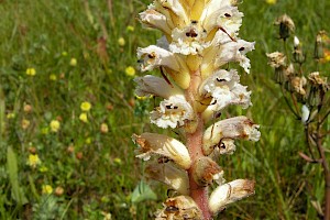 Orobanche picridis Oxtongue Broomrape