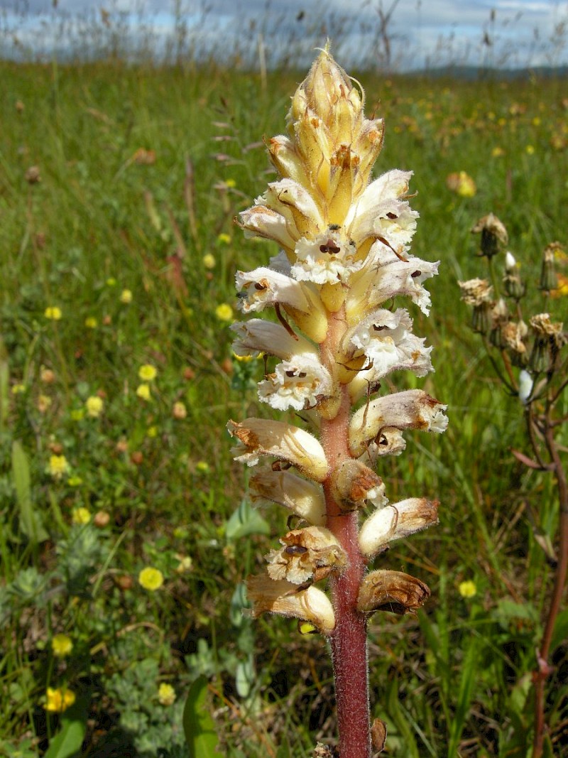 Orobanche picridis - © Barry Stewart