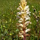 Orobanche picridis