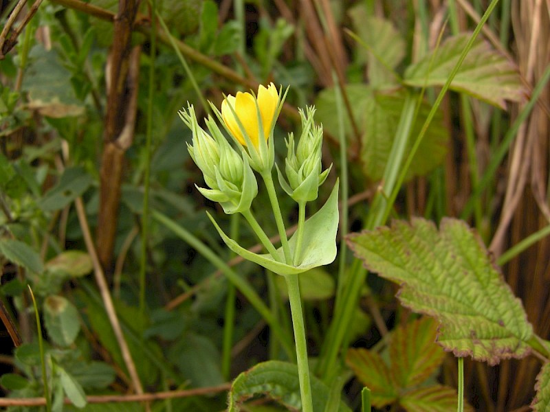 Blackstonia perfoliata - © Barry Stewart