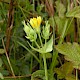 Blackstonia perfoliata