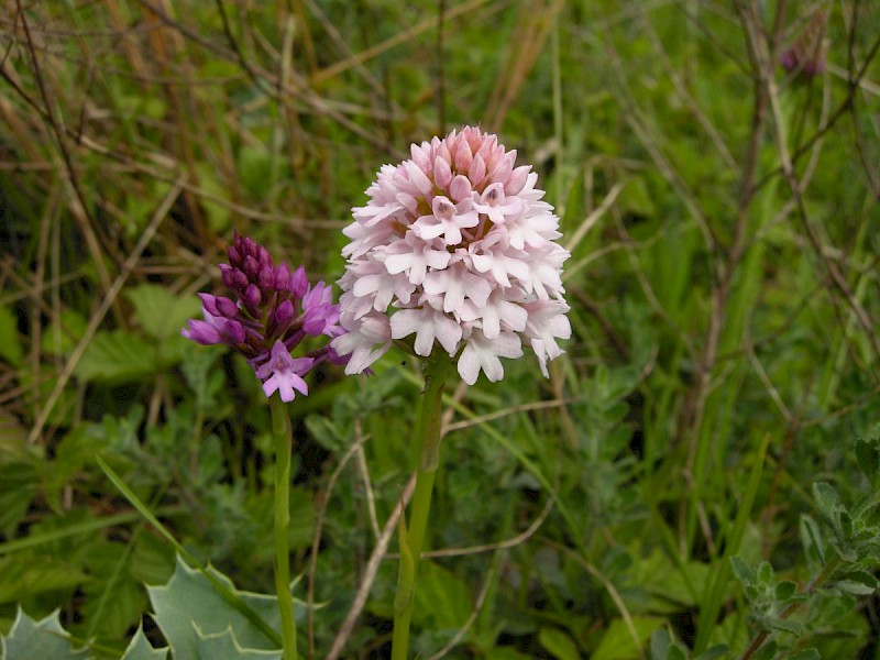 Anacamptis pyramidalis - © Barry Stewart