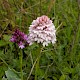 Anacamptis pyramidalis