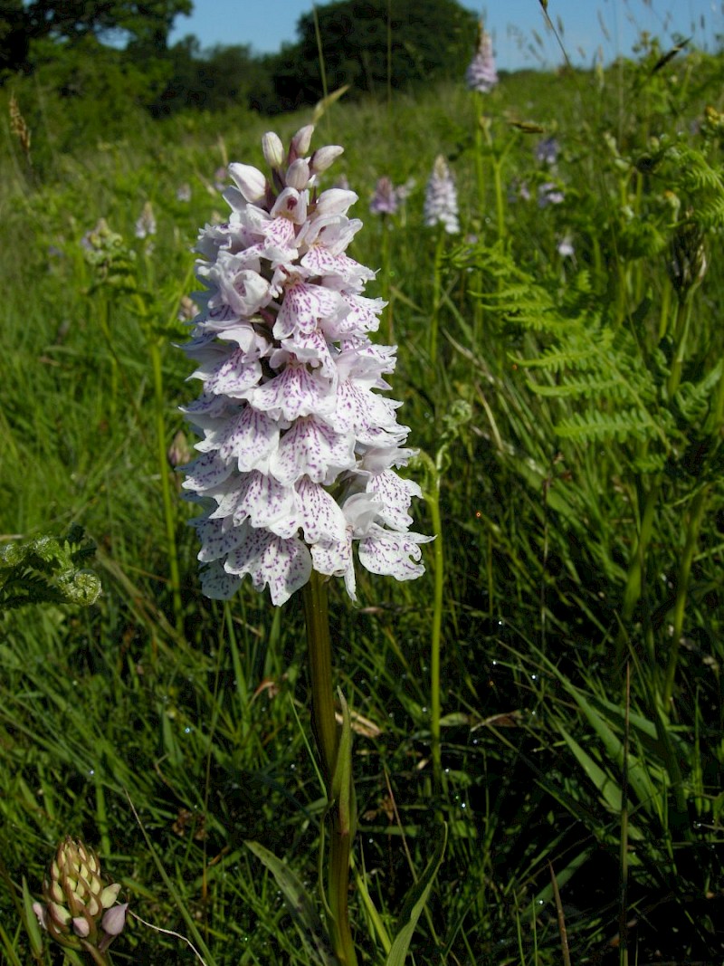 Dactylorhiza maculata - © Barry Stewart