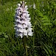 Dactylorhiza maculata