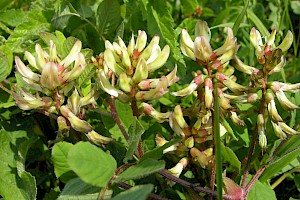 Astragalus glycyphyllos Wild Liquorice