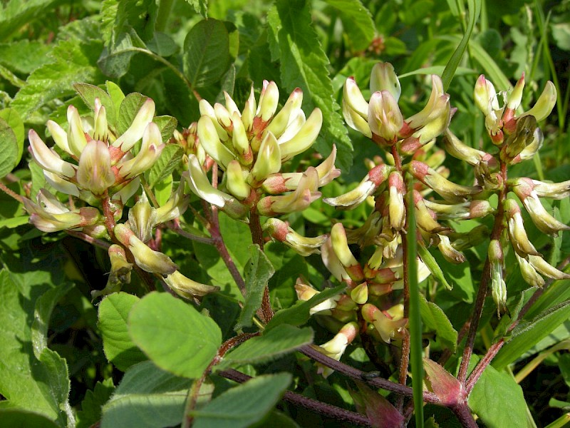 Astragalus glycyphyllos - © Barry Stewart