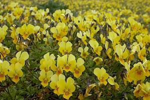 Viola tricolor subsp. curtisii 