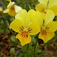 Viola tricolor subsp. curtisii