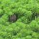 Myriophyllum aquaticum