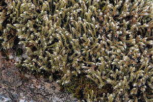 Hedwigia stellata Starry Hoar-moss