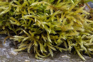 Homalothecium lutescens Yellow Feather-moss