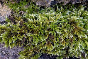 Homalothecium sericeum Silky Wall Feather-moss