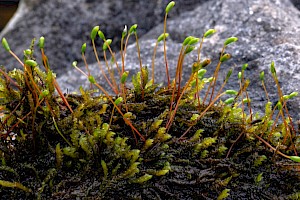 Hygrohypnum luridum Pict-moss