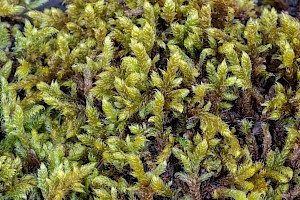 Hypnum cupressiforme var. lacunosum Great Plait-moss