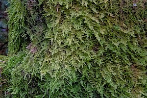 Hypnum jutlandicum Heath Plait-moss